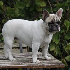 Fransk bulldog Catrinell´s AtillaVanilla