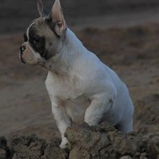 Fransk bulldog Catrinell´s AtillaVanilla