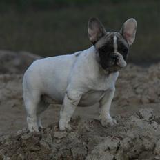 Fransk bulldog Catrinell´s AtillaVanilla