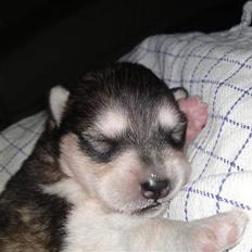 Alaskan malamute April Summer Wind