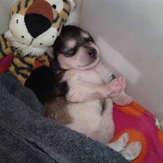 Alaskan malamute April Summer Wind