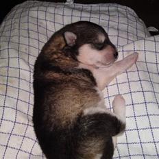 Alaskan malamute April Summer Wind