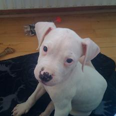 Blanding af racer Diesel