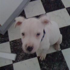 Blanding af racer Diesel