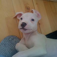 Blanding af racer Diesel