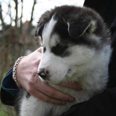 Siberian husky Kenzo
