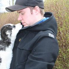 Siberian husky Kenzo