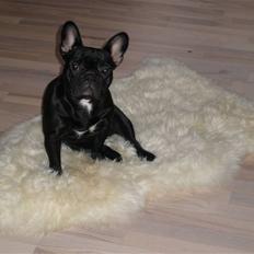 Fransk bulldog Kahlua