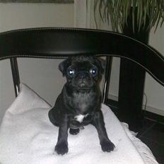 Mops Anton "aka" Rocky