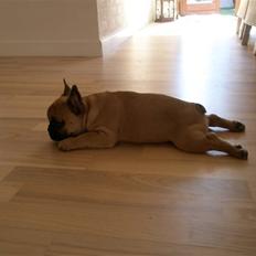 Fransk bulldog Bailey