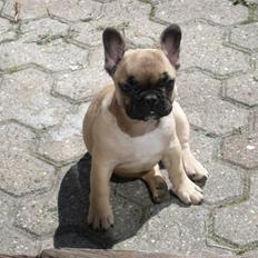Fransk bulldog Bailey
