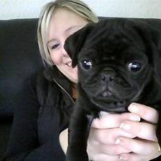 Mops Anton "aka" Rocky