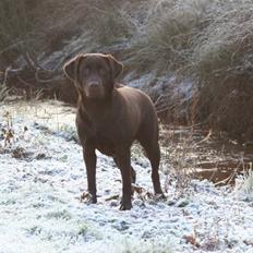 Labrador retriever Knuma Ambisious Akeela 