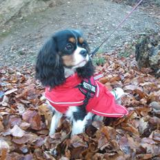 Cavalier king charles spaniel Tilde