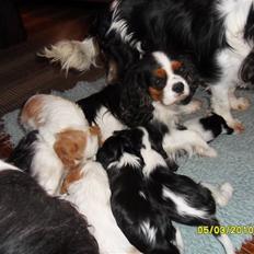 Cavalier king charles spaniel Tilde