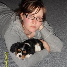Cavalier king charles spaniel Tilde