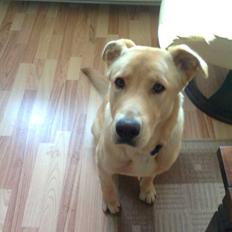 Blanding af racer Lucky [Himmelhund]