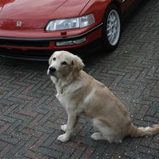 Golden retriever Tino