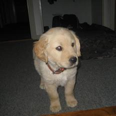 Golden retriever Tino