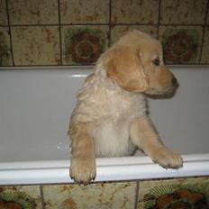 Golden retriever Tino