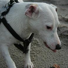 Jack russell terrier Spiff
