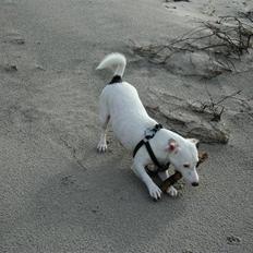 Jack russell terrier Spiff