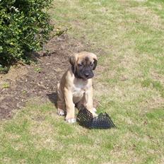 Blanding af racer balder