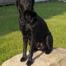 Labrador retriever Jaki