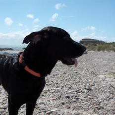 Labrador retriever Jaki