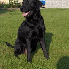 Labrador retriever Jaki