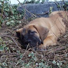 Blanding af racer balder