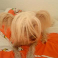 Chinese crested hårløs Cevin Clein