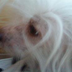 Chinese crested hårløs Cevin Clein