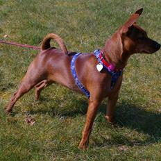 Dvaergpinscher Perle