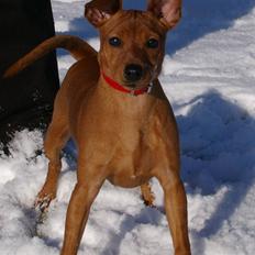 Dvaergpinscher Perle