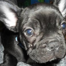 Fransk bulldog Kato