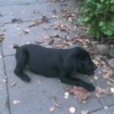 Labrador retriever Baloo