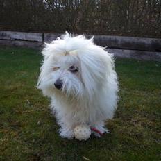 Coton de tulear Silke