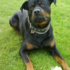 Rottweiler Hector