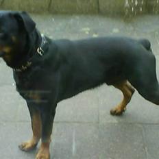 Rottweiler Hector