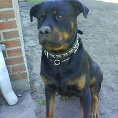Rottweiler Hector