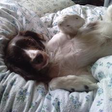 Kleiner münsterländer Zenta