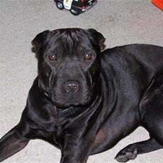 Blanding af racer Ozzy oz Boss R.I.P