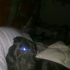 Blanding af racer Ozzy oz Boss R.I.P