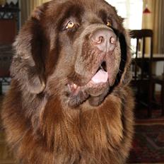 Newfoundlænder Noel