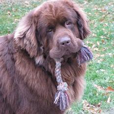 Newfoundlænder Noel