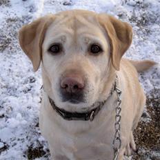 Labrador retriever Zappa