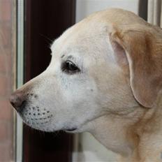 Labrador retriever Zappa