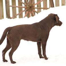 Labrador retriever tosca
