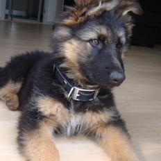 Schæferhund Charlie